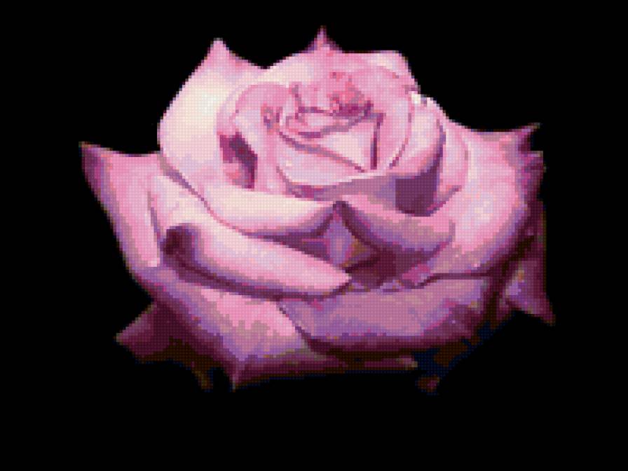 Роза - цветы - предпросмотр