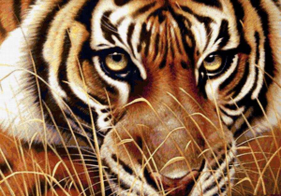 Взгляд  хищника - тигр, взгляд - предпросмотр