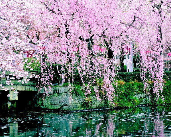 сакура - природа - оригинал