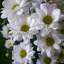 Схема вышивки «№369520»