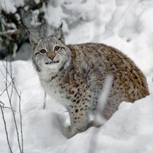 Схема вышивки «№369524»