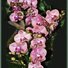 Схема вышивки «№369568»