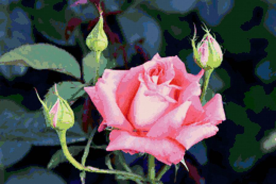 розы - розы, бутоны, цветы, цветок, роза - предпросмотр