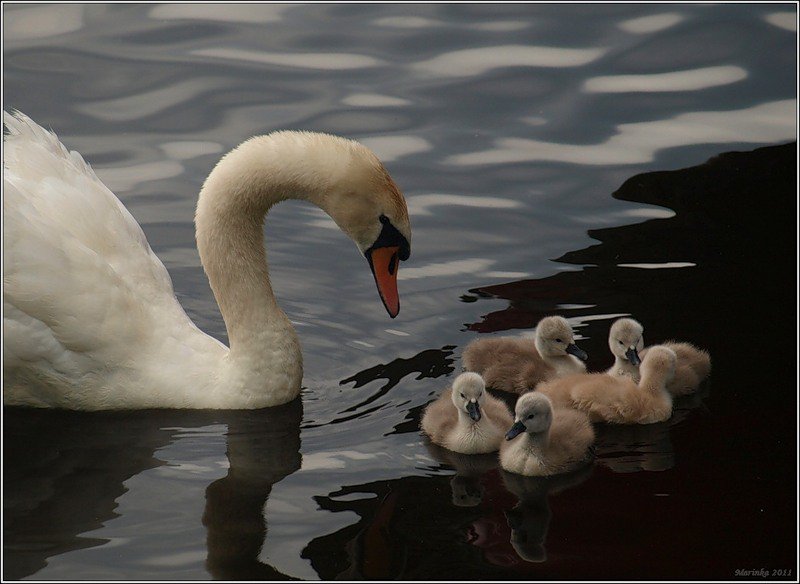 №369643 - оригинал