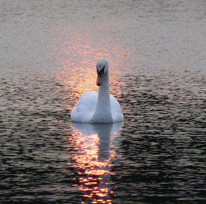 №369649 - оригинал