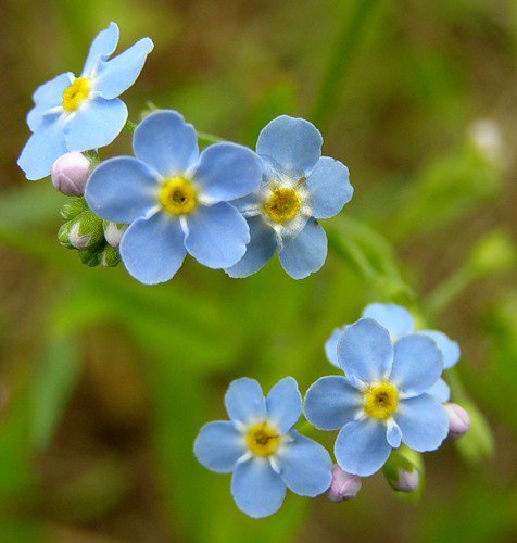 незабудки - незабудки, цветы - оригинал