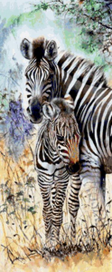 зебры - животные - предпросмотр
