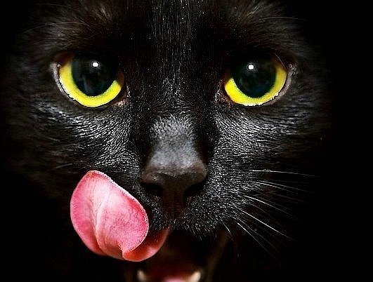 Киса - черный, животное - оригинал