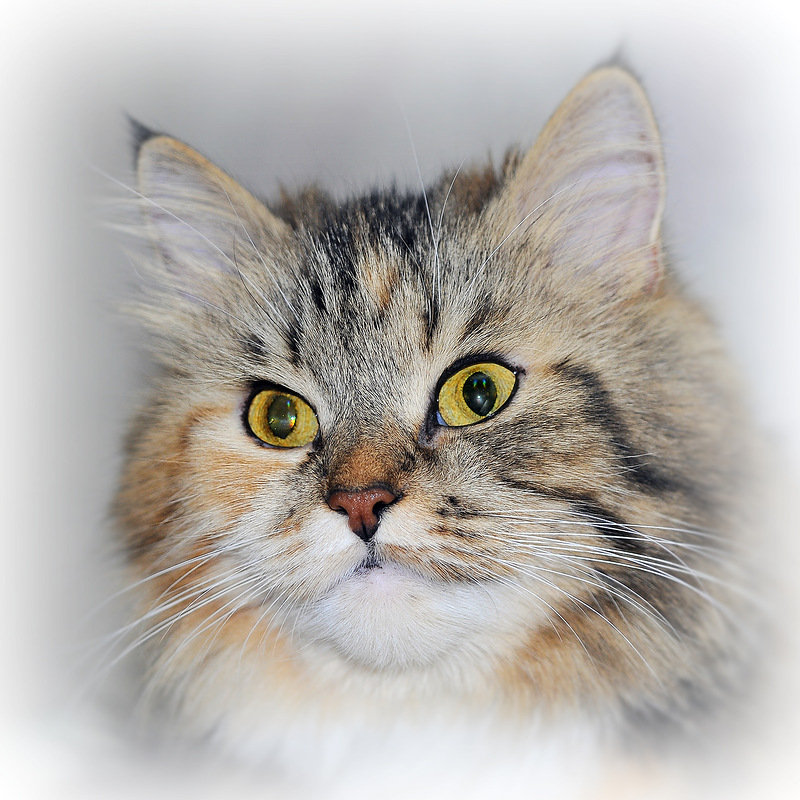 №369843 - оригинал