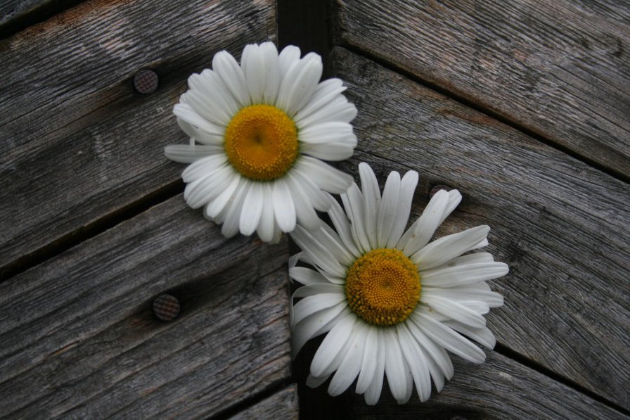 №369854 - оригинал