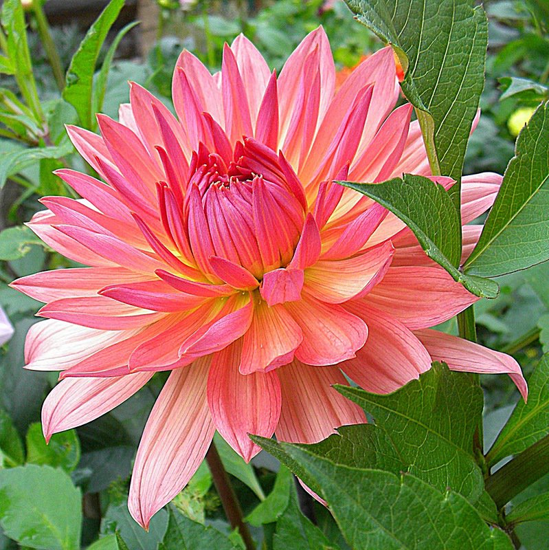 №369857 - оригинал