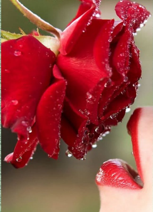 цвет - красота - оригинал