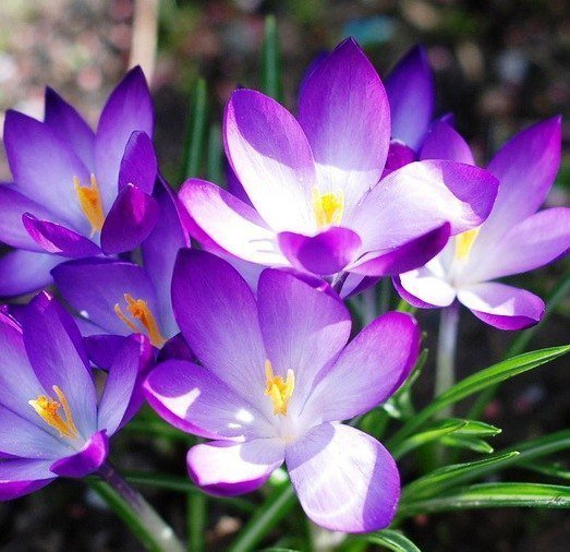 ж - оригинал