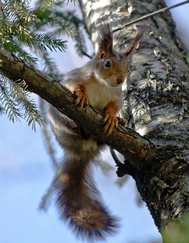 №370017 - оригинал