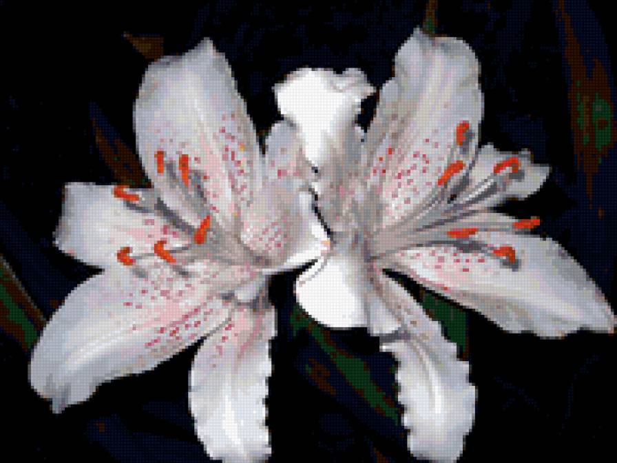 лилии - лилии, на черном, цветы - предпросмотр