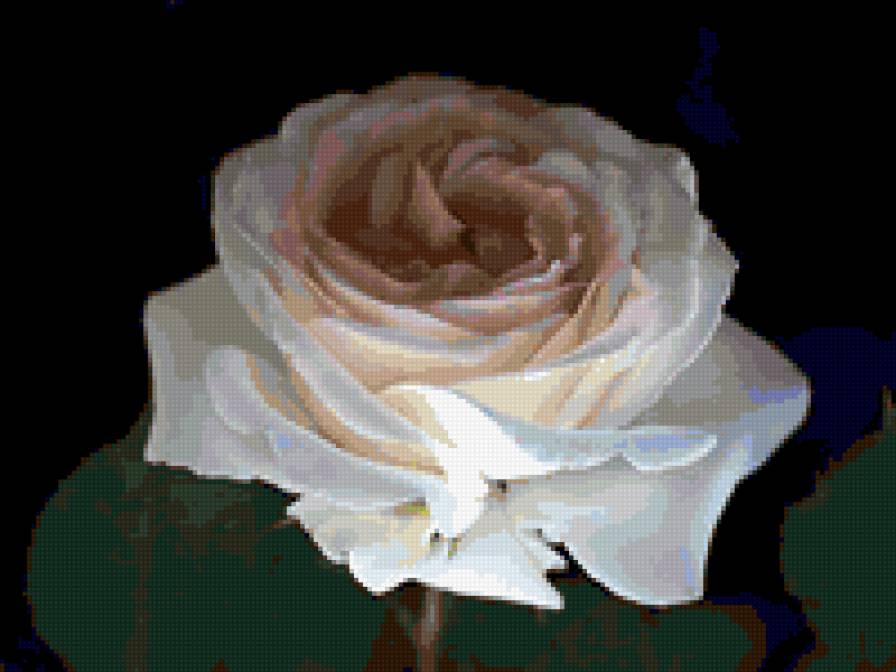 роза - цветы, розы, роза, цветок - предпросмотр