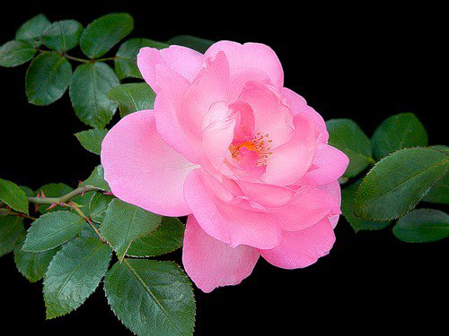 роза - розы, цветок, цветы, роза - оригинал