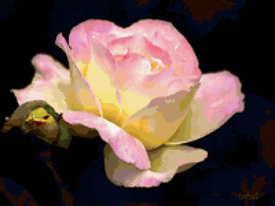 роза - роза, цветок, цветы, розы - предпросмотр