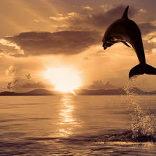 Схема вышивки «дельфин»