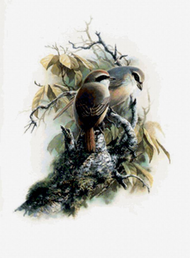 №370300 - птицы - предпросмотр