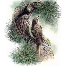 Схема вышивки «№370301»