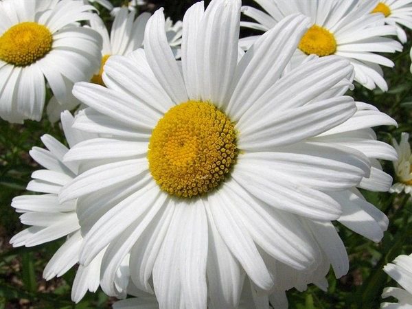 мои ромашки - оригинал