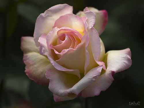 роза - розы, цветок, цветы, роза - оригинал