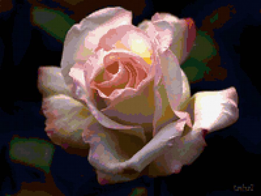 роза - цветок, роза, розы, цветы - предпросмотр