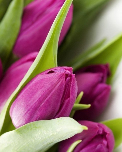 Тюльпаны - цветы - оригинал