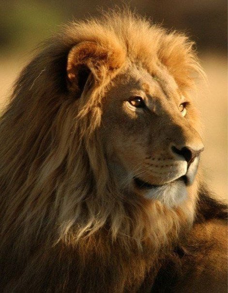 Лев - животные - оригинал