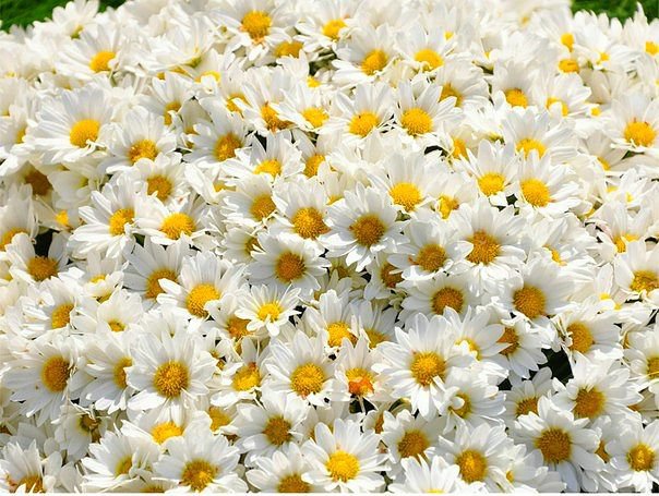 №370711 - оригинал