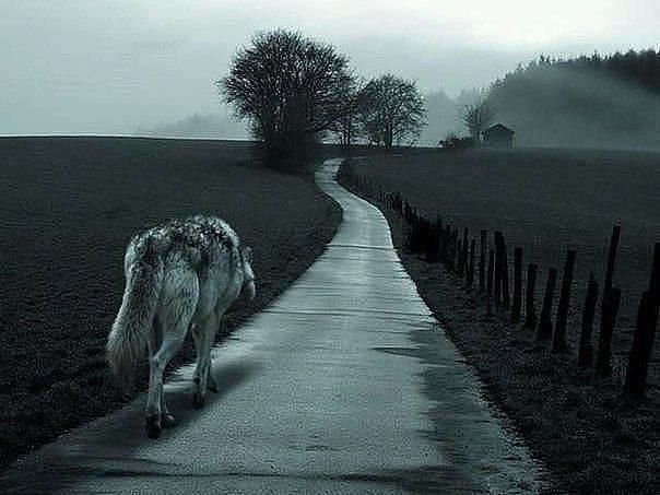 Одинокий волк - волк, дорога, одиночество - оригинал