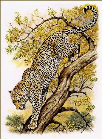 дикие животные - гепард - оригинал