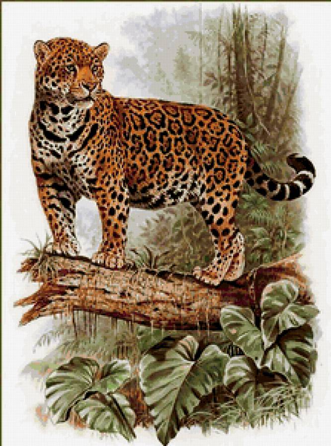 дикие животные - гепард - предпросмотр