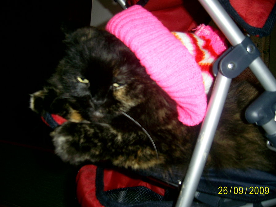 кошак - оригинал