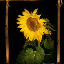 Схема вышивки «№370946»