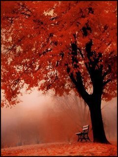 Красный закат. - осень, пейзаж, лавочка, дерево - оригинал