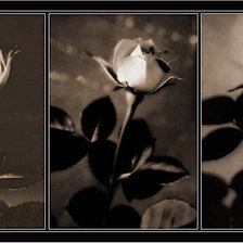 Схема вышивки «№371126»