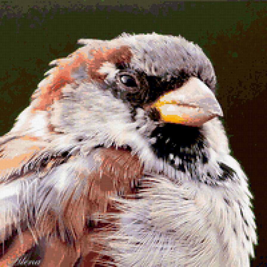 ПтичКо! на подушку побольше - подушка, фото, птица - предпросмотр