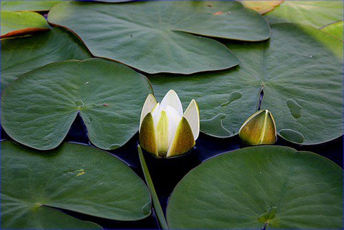 №371229 - озеро, цветы, лилии - оригинал