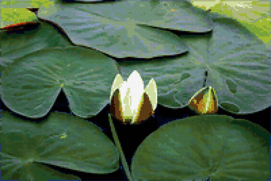 №371229 - лилии, цветы, озеро - предпросмотр