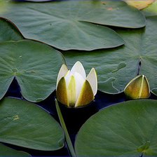 Схема вышивки «№371229»