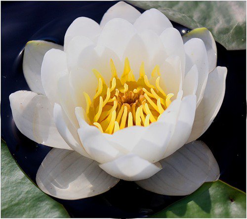 нимфея - цветы, лилии, озеро - оригинал