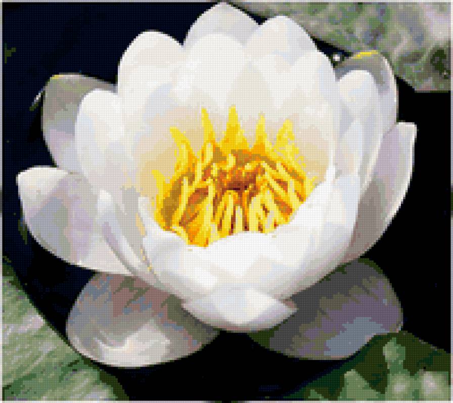 нимфея - озеро, лилии, цветы - предпросмотр