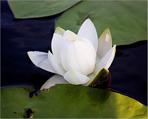 нимфея - цветы, озеро, лилии - оригинал