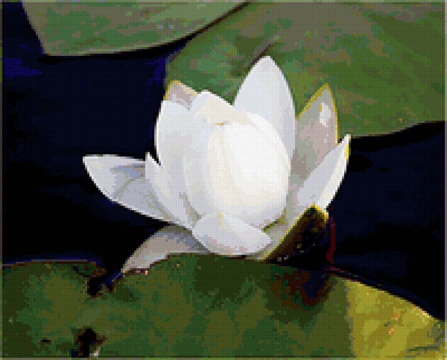 нимфея - лилии, цветы, озеро - предпросмотр