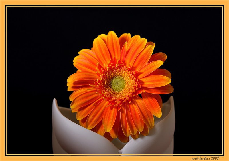 Гербера оранжевая - букет, цветы - оригинал