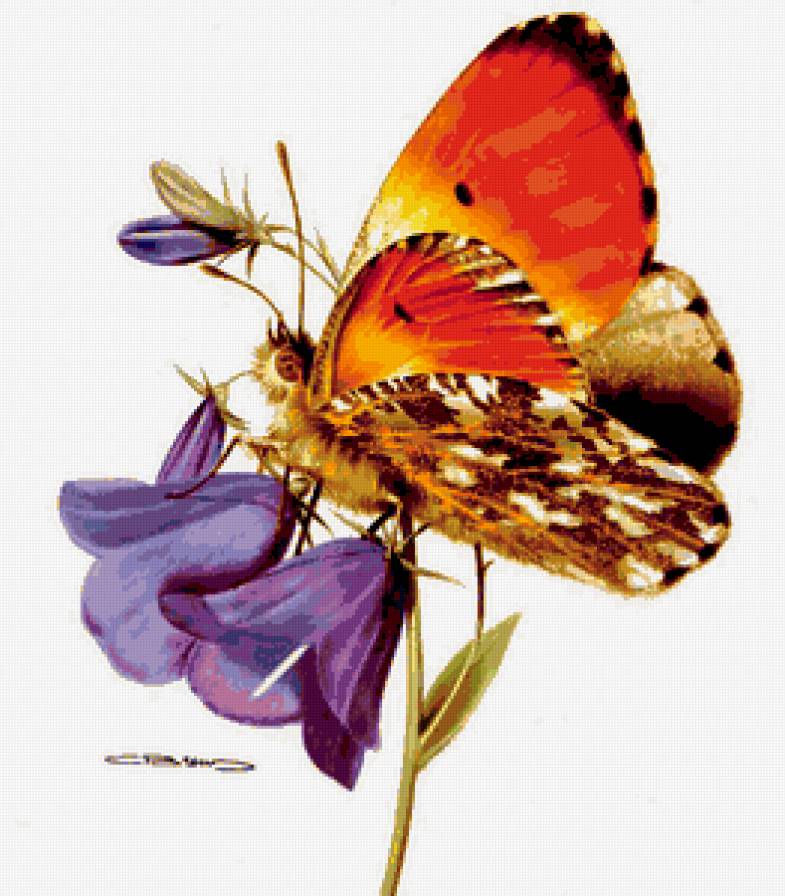 колокольчики и бабочка - предпросмотр