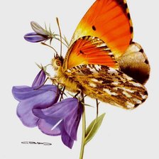 Схема вышивки «колокольчики и бабочка»