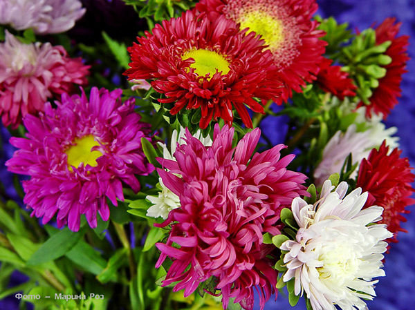 №371555 - оригинал